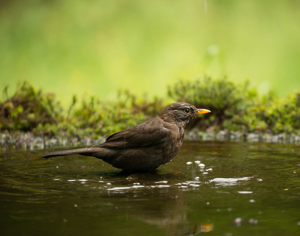 Common Blackbird bathing in Hoenderloo, Netherlands  Common Blackbird,Geotagged,Hoenderloo,Netherlands,Summer,Turdus merula