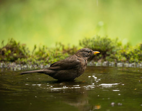Common Blackbird bathing in Hoenderloo, Netherlands  Common Blackbird,Geotagged,Hoenderloo,Netherlands,Summer,Turdus merula