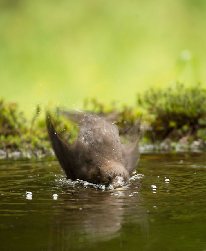 Common Blackbird head-first bathing  Common Blackbird,Geotagged,Hoenderloo,Netherlands,Summer,Turdus merula