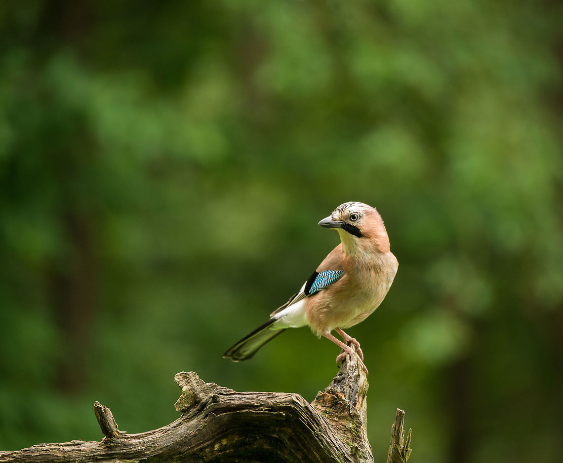 Eurasian Jay posing, Hoenderloo I know I&#039;ve posted lots of photos from this bird already, but I hope you don&#039;t mind, it&#039;s unusual for me to see it, especially so up close. Eurasian Jay,Garrulus glandarius,Geotagged,Hoenderloo,Netherlands,Summer