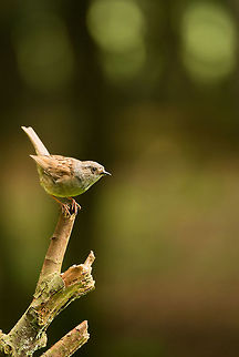 Dunnock makes an appearance in Hoenderloo So on this day we rented a bird hide where we were camouflages and waited for forest birds to come to specific feeding spots. By the order of birds appearing, it confirms that these dunnocks are quite shy, they are some of the last ones to appear. Dunnock,Geotagged,Hoenderloo,Netherlands,Prunella modularis,Summer