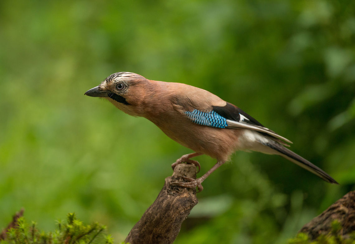 Eurasian Jay stretching, Hoenderloo  Eurasian Jay,Garrulus glandarius,Geotagged,Hoenderloo,Netherlands,Summer
