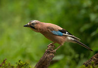 Eurasian Jay stretching, Hoenderloo  Eurasian Jay,Garrulus glandarius,Geotagged,Hoenderloo,Netherlands,Summer