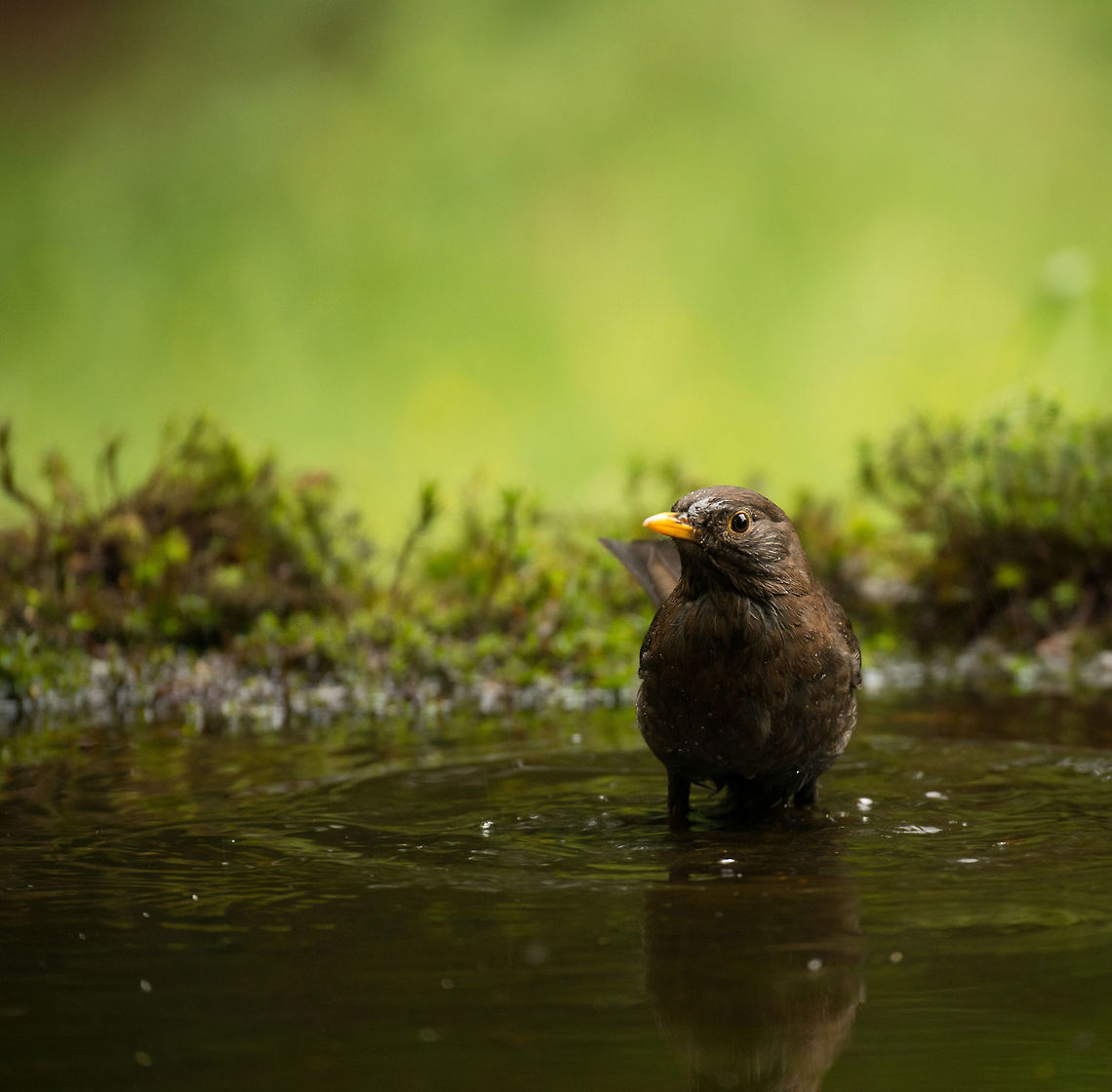 Common Blackbird bathing in Hoenderloo - II, Netherlands  Common Blackbird,Geotagged,Hoenderloo,Netherlands,Summer,Turdus merula