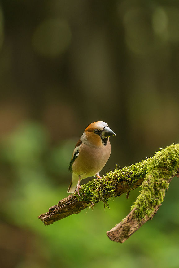 Serious hawfinch on branch of tree, Hoenderloo  Coccothraustes coccothraustes,Geotagged,Hawfinch,Hoenderloo,Netherlands,Summer