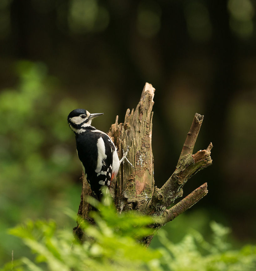 Great Spotted Woodpecker posing, Hoenderloo  Dendrocopos major,Geotagged,Great Spotted Woodpecker,Hoenderloo,Netherlands,Summer