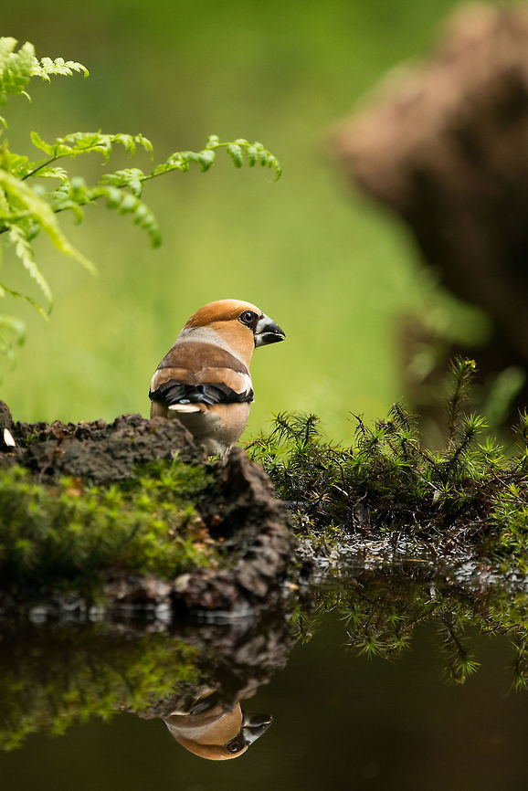 Hawfinch reflected in water, Hoenderloo  Coccothraustes coccothraustes,Geotagged,Hawfinch,Hoenderloo,Netherlands,Summer