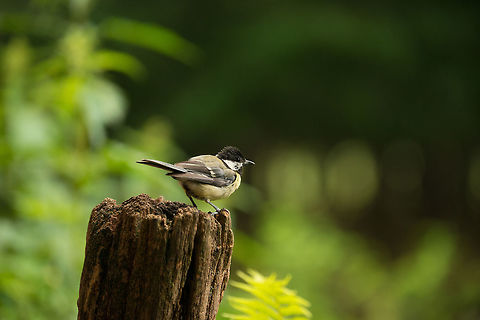 Great tit after bath, Hoenderloo  Geotagged,Great Tit,Hoenderloo,Netherlands,Parus major,Summer