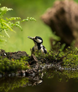 Great Spotted Woodpecker feeding on water side, Hoenderloo  Dendrocopos major,Geotagged,Great Spotted Woodpecker,Hoenderloo,Netherlands,Summer