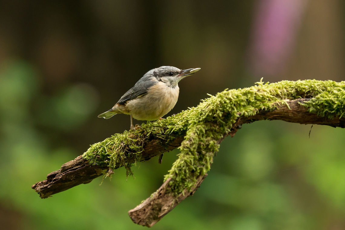 Eurasian Nuthatch feeding, Hoenderloo First time for me to photograph this bird. It&#039;s very fast, this is the only still shot amidst many blurry ones. Eurasian Nuthatch,Geotagged,Hoenderloo,Netherlands,Sitta europaea,Summer