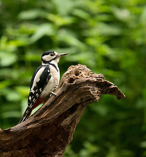 Great Spotted Woodpecker closeup, Hoenderloo  Dendrocopos major,Great Spotted Woodpecker,Hoenderloo
