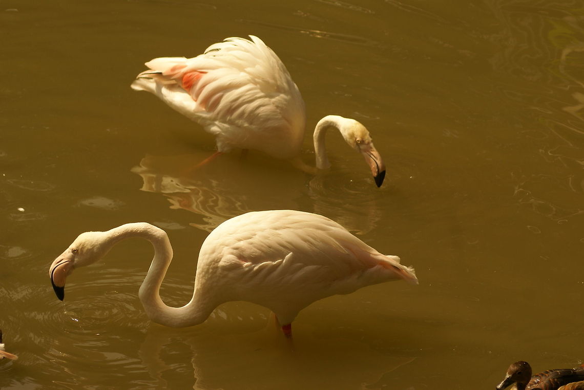 Flamingo pair Captured at the Kuala Lumpur bird park. Aves,Birds,Flamingo,Flightless birds,Greater Flamingo,Malaysia,Phoenicopterus roseus