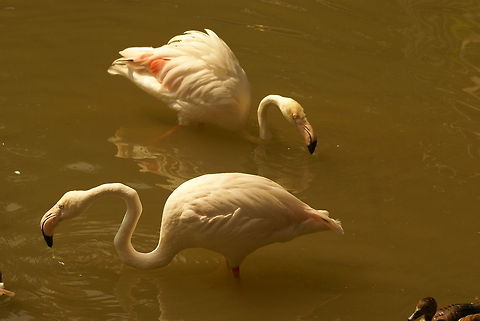 Flamingo pair Captured at the Kuala Lumpur bird park. Aves,Birds,Flamingo,Flightless birds,Greater Flamingo,Malaysia,Phoenicopterus roseus