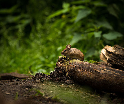 Yellow-necked mouse, Hoenderloo I'm very happy with this one, since I've never photographed a wild mouse before. We were in a hide and noticed repeatedly some fast movement in the corner of our eyes. It was this mouse, unaware of our presence, who followed a predictable pattern. It would start in this exact position to check if the run it was about to make was safe. Next it would make a quick run to grab some food that the birds spilled, and then quickly run back and go into hiding. This is the only usable shot, this little freeze moment was predictable yet lasts less than a second.

In dutch this is called the big forest mouse. Apodemus flavicollis,Geotagged,Hoenderloo,Netherlands,Summer,Yellow-necked mouse
