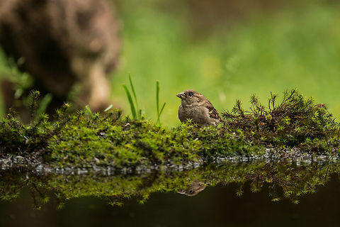 House Sparrow reflected in water, Hoenderloo  Geotagged,Hoenderloo,House sparrow,Netherlands,Passer domesticus,Summer