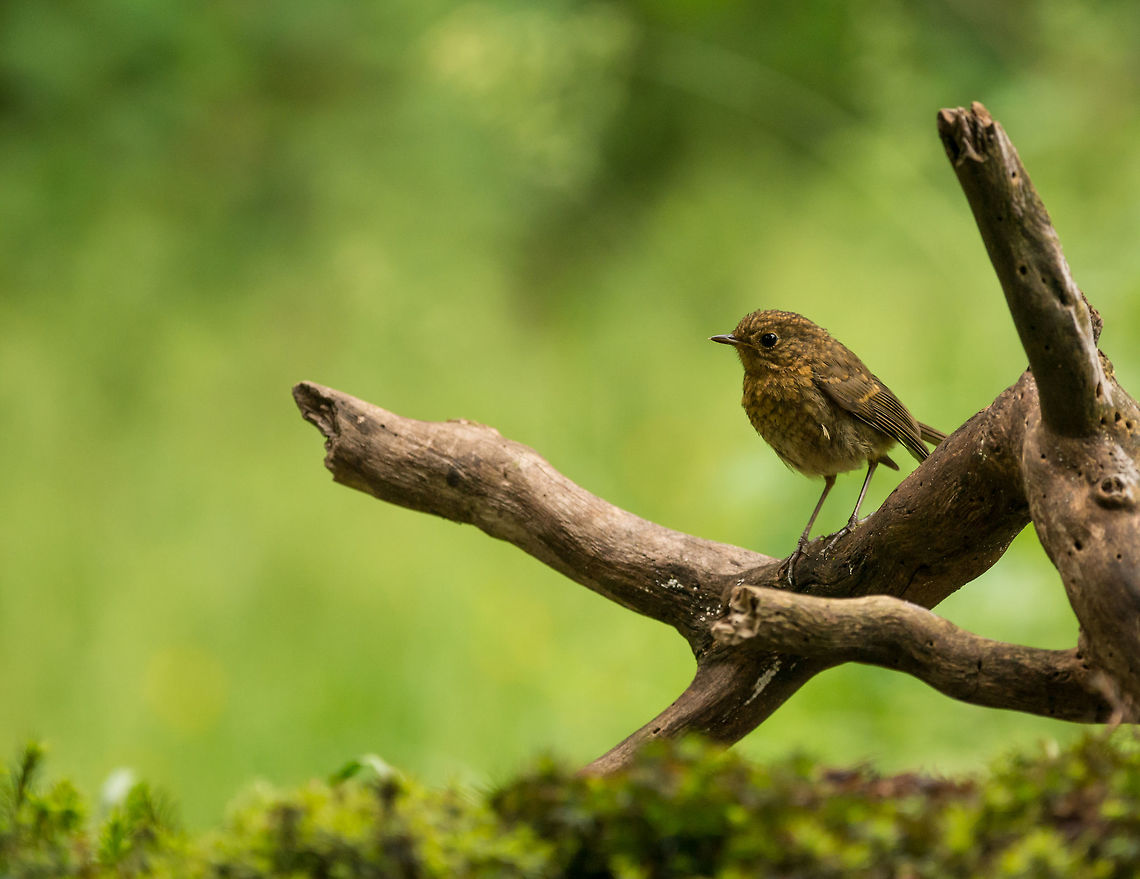 European Robin (juvenile), Hoenderloo It took me forever to realize that this is not some kind of species I never knew about. It's a juvenile Robin, looking quite different from its adult appearance. Erithacus rubecula,European Robin,Geotagged,Hoenderloo,Netherlands,Summer