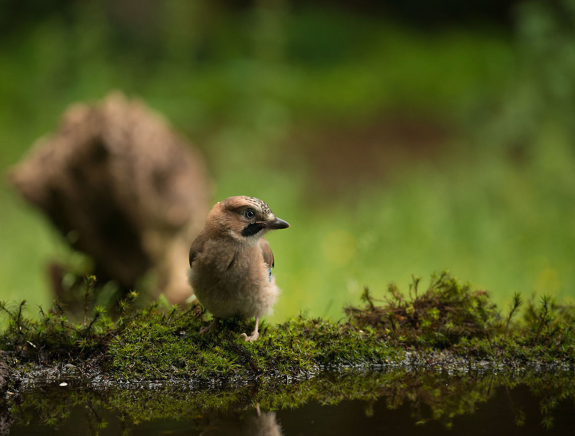 Eurasian Jay down the water, Hoenderloo  Eurasian Jay,Garrulus glandarius,Geotagged,Hoenderloo,Netherlands,Summer