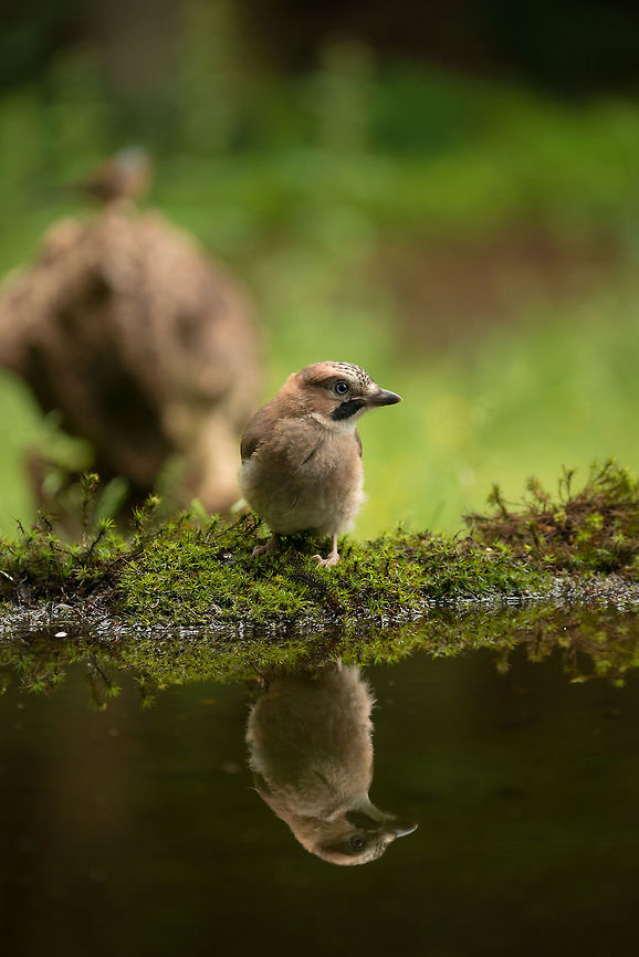Eurasian Jay reflected in water, Hoenderloo  Eurasian Jay,Garrulus glandarius,Geotagged,Hoenderloo,Netherlands,Summer