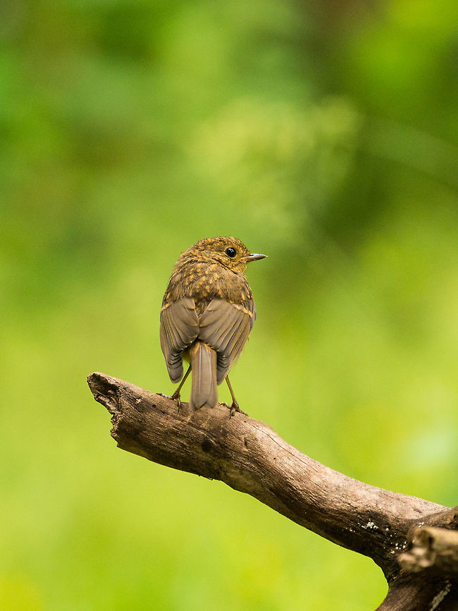 European Robin (juvenile) closeup, Hoenderloo  Erithacus rubecula,European Robin,Geotagged,Hoenderloo,Netherlands,Summer