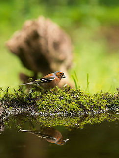 Chaffinch reflected in water, Hoenderloo  Chaffinch,Fringilla coelebs,Geotagged,Hoenderloo,Netherlands,Summer