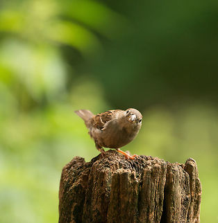 House Sparrow hearing camera shutter, Hoenderloo  Geotagged,Hoenderloo,House sparrow,Netherlands,Passer domesticus,Summer
