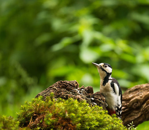 Great Spotted Woodpecker finds jackpot in Hoenderloo  Dendrocopos major,Geotagged,Great Spotted Woodpecker,Hoenderloo,Netherlands,Summer