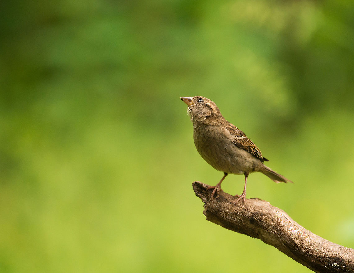 House sparrow strikes a pose, Hoenderloo  Geotagged,Hoenderloo,House sparrow,Netherlands,Passer domesticus,Summer