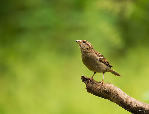House sparrow strikes a pose, Hoenderloo  Geotagged,Hoenderloo,House sparrow,Netherlands,Passer domesticus,Summer