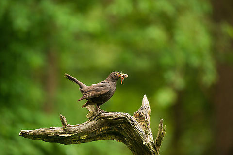 Blackbird on another feeding frenzy, Hoenderloo  Common Blackbird,Geotagged,Hoenderloo,Netherlands,Summer,Turdus merula