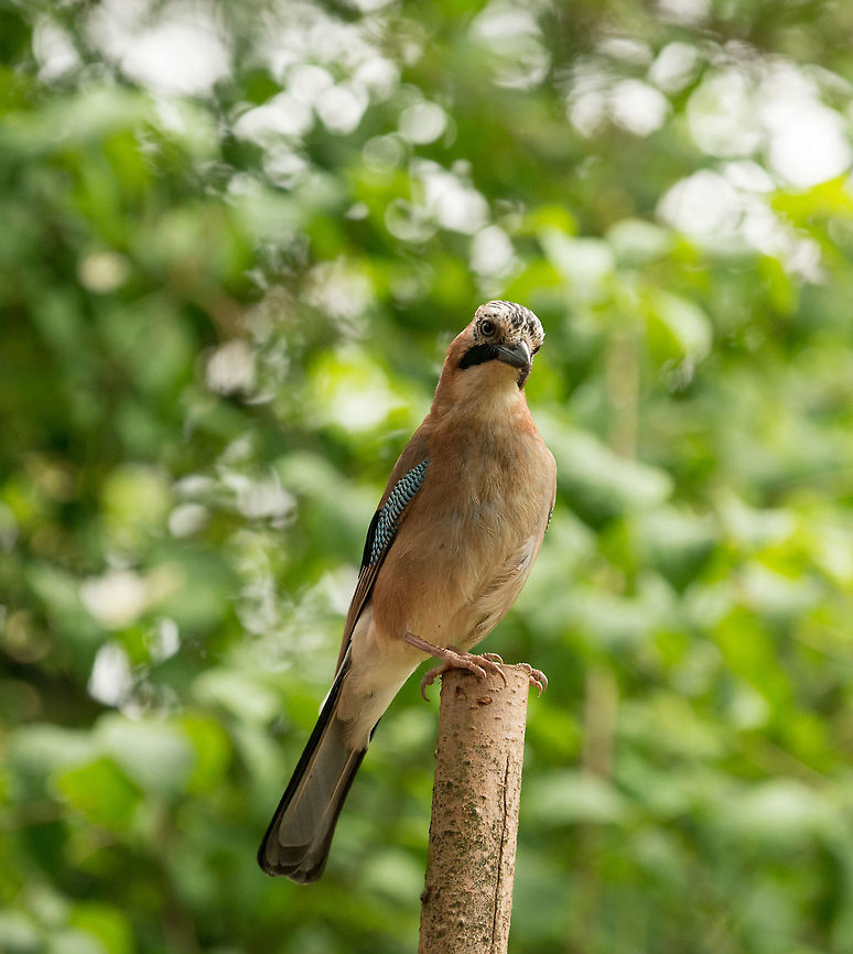 Eurasian Jay hears camera shutter, Hoenderloo Yes doesn&#039;t know where it is coming from :) Eurasian Jay,Garrulus glandarius,Geotagged,Hoenderloo,Netherlands,Summer