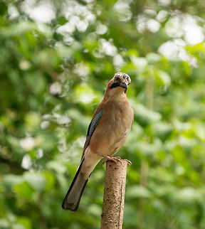 Eurasian Jay hears camera shutter, Hoenderloo Yes doesn't know where it is coming from :) Eurasian Jay,Garrulus glandarius,Geotagged,Hoenderloo,Netherlands,Summer