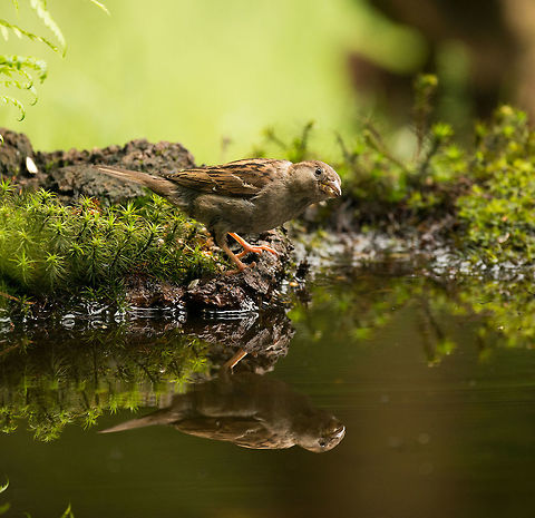 House Sparrow reflected in water - II, Hoenderloo  Geotagged,Hoenderloo,House sparrow,Netherlands,Passer domesticus,Summer