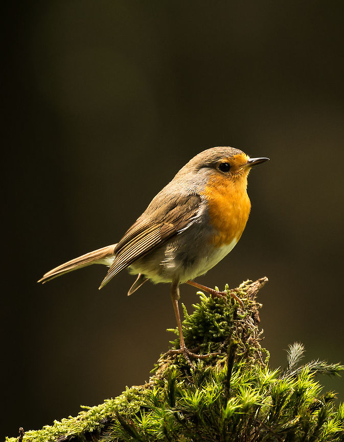 Closeup portrait of a European Robin in Hoenderloo  Erithacus rubecula,European Robin,Geotagged,Hoenderloo,Netherlands,Summer