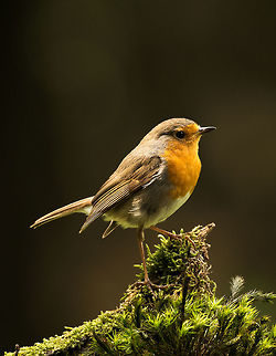 Closeup portrait of a European Robin in Hoenderloo  Erithacus rubecula,European Robin,Geotagged,Hoenderloo,Netherlands,Summer