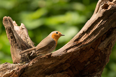 European Robin posing on tree trunk, Hoenderloo  Erithacus rubecula,European Robin,Geotagged,Hoenderloo,Netherlands,Summer