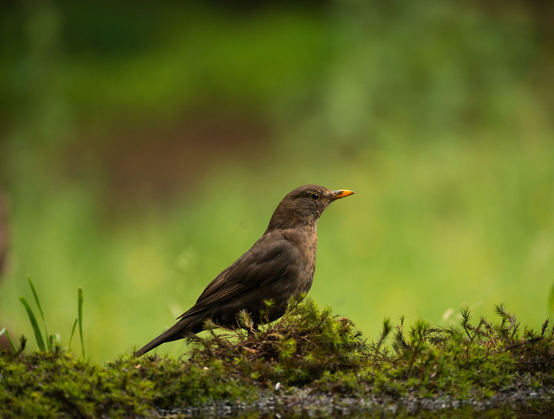 Female common Blackbird on moss in Hoenderloo  Common Blackbird,Geotagged,Hoenderloo,Netherlands,Summer,Turdus merula