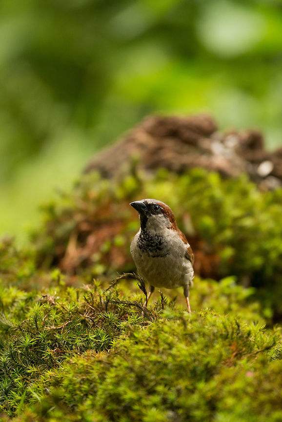 Male House Sparrow on moss in Hoenderloo  Geotagged,Hoenderloo,House sparrow,Netherlands,Passer domesticus,Summer
