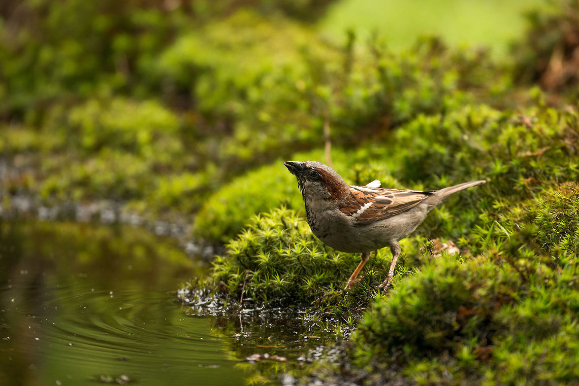 Male House Sparrow drinking water in Hoenderloo  Geotagged,Hoenderloo,House sparrow,Netherlands,Passer domesticus,Summer