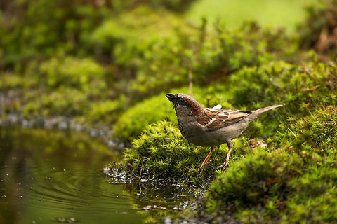 Male House Sparrow drinking water in Hoenderloo  Geotagged,Hoenderloo,House sparrow,Netherlands,Passer domesticus,Summer