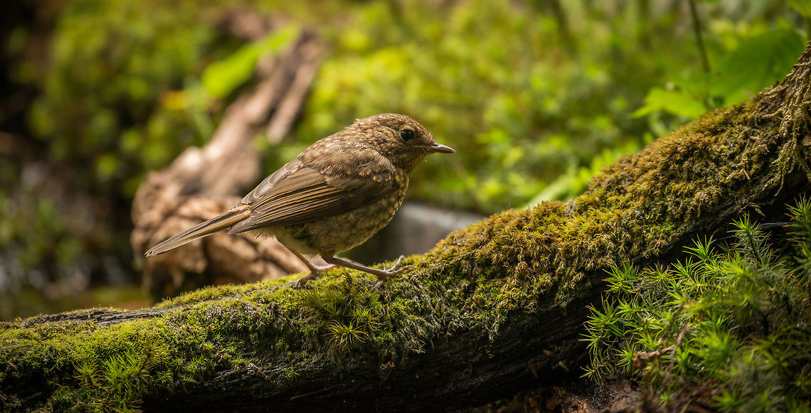 Closeup of a juvenile European Robin, Hoenderloo  Erithacus rubecula,European Robin,Geotagged,Hoenderloo,Netherlands,Summer