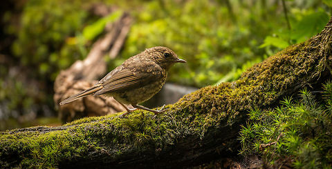 Closeup of a juvenile European Robin, Hoenderloo  Erithacus rubecula,European Robin,Geotagged,Hoenderloo,Netherlands,Summer