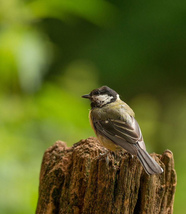 Great Tit after bath - II - Hoenderloo  Geotagged,Great Tit,Hoenderloo,Netherlands,Parus major,Summer