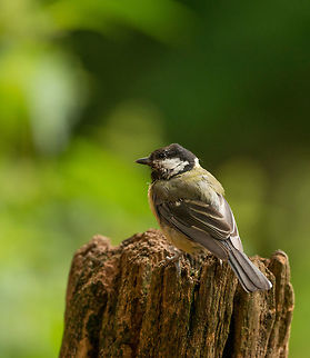 Great Tit after bath - II - Hoenderloo  Geotagged,Great Tit,Hoenderloo,Netherlands,Parus major,Summer