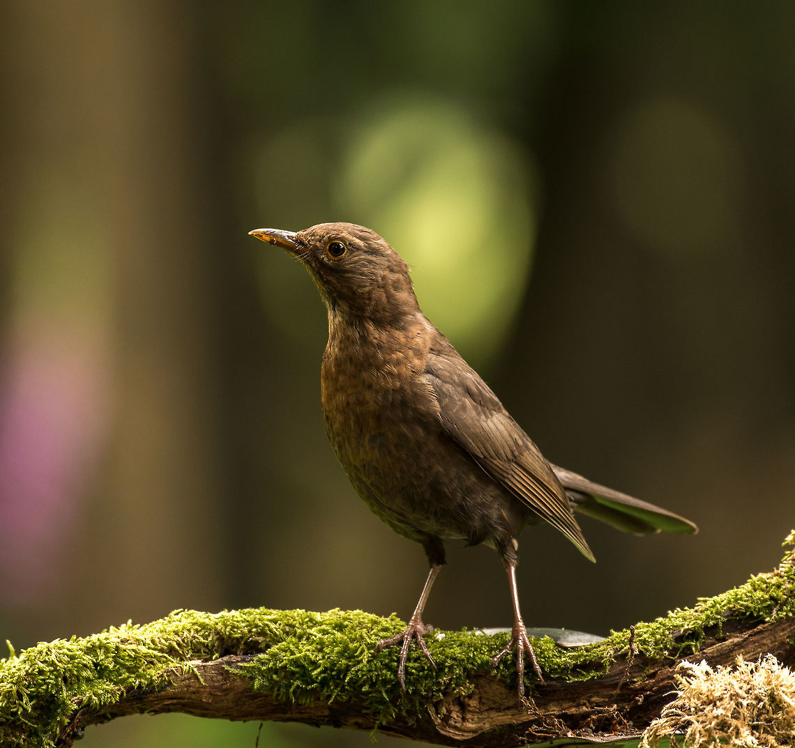 Female Common Blackbird stretching, Hoenderloo  Common Blackbird,Geotagged,Hoenderloo,Netherlands,Summer,Turdus merula