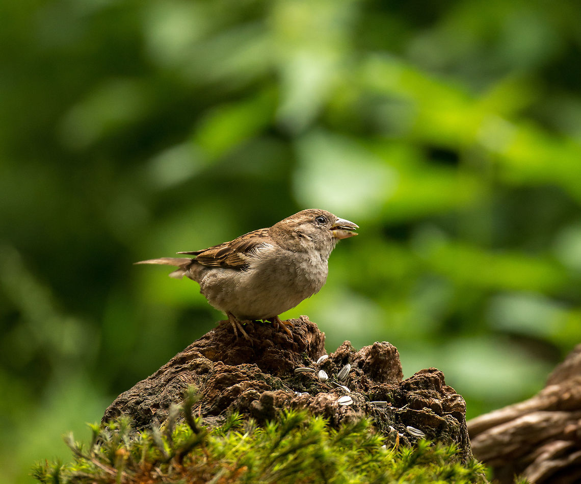Female House Sparrow posing, Hoenderloo  Geotagged,Hoenderloo,House sparrow,Netherlands,Passer domesticus,Summer