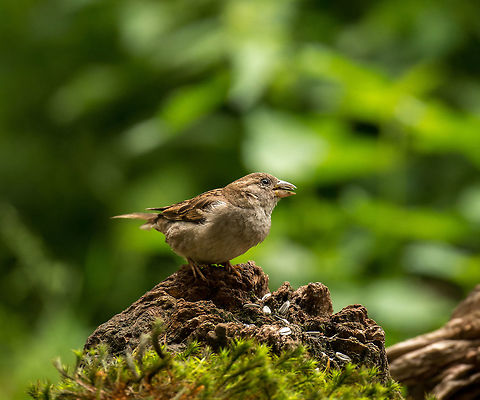 Female House Sparrow posing, Hoenderloo  Geotagged,Hoenderloo,House sparrow,Netherlands,Passer domesticus,Summer