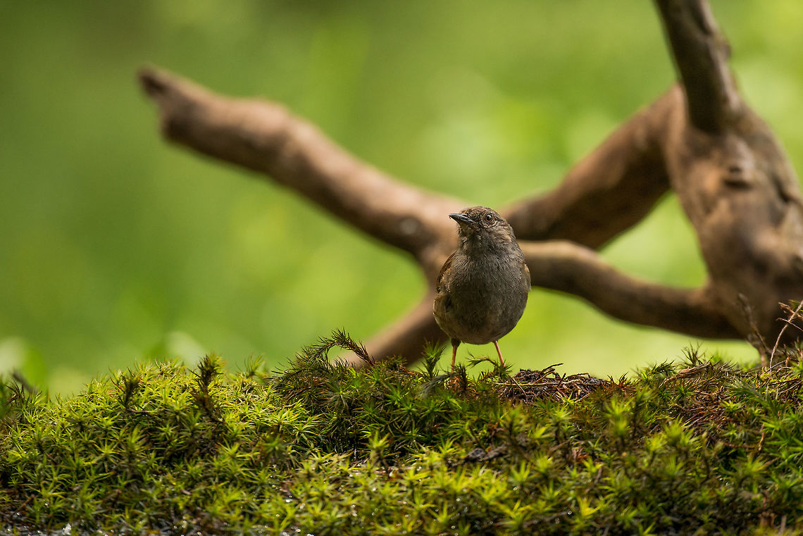Dunnock on moss, Hoenderloo  Dunnock,Geotagged,Hoenderloo,Netherlands,Prunella modularis,Summer