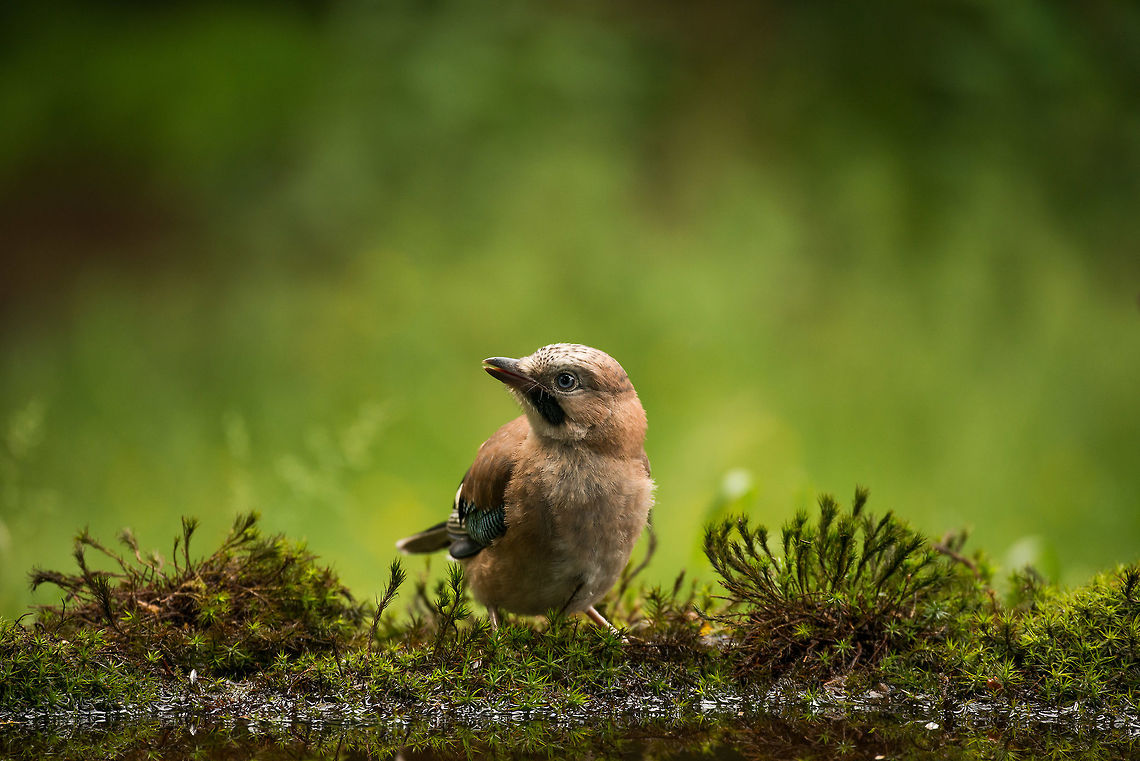 Eurasian Jay going for a drink, Hoenderloo Best viewed full screen, check out their beautiful eyes. Eurasian Jay,Garrulus glandarius,Geotagged,Hoenderloo,Netherlands,Summer