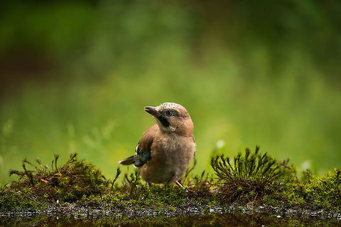 Eurasian Jay going for a drink, Hoenderloo Best viewed full screen, check out their beautiful eyes. Eurasian Jay,Garrulus glandarius,Geotagged,Hoenderloo,Netherlands,Summer