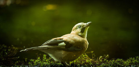 Eurasian Jay under water An experimental photo. This is the reflection of the jay in the water, which I rotated. Eurasian Jay,Garrulus glandarius,Geotagged,Hoenderloo,Netherlands,Summer
